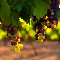 Grapes